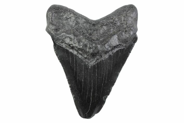 Serrated, Juvenile Megalodon Tooth - South Carolina #362211